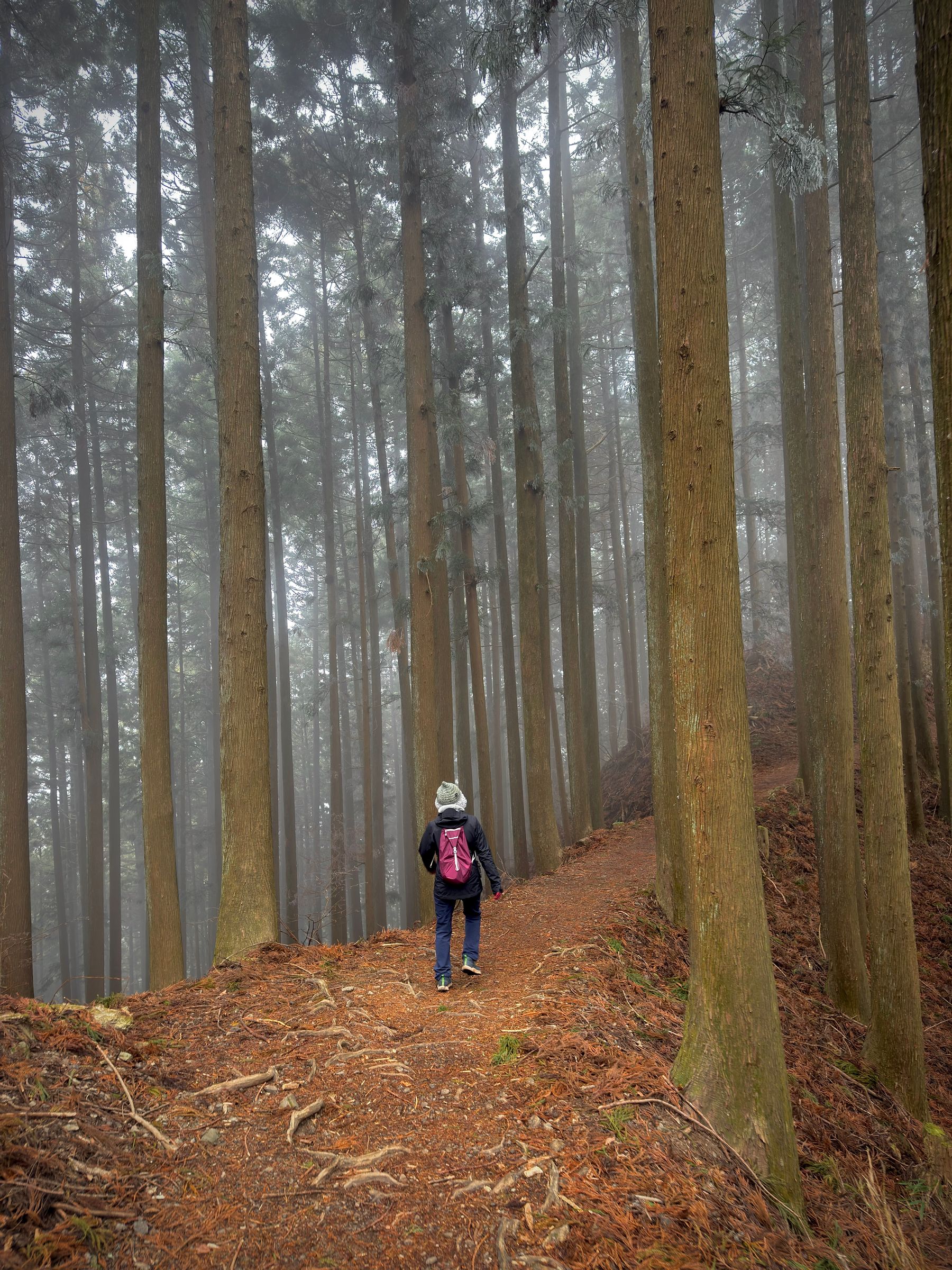 A walker on a trail through a stand of tall cedars in mist