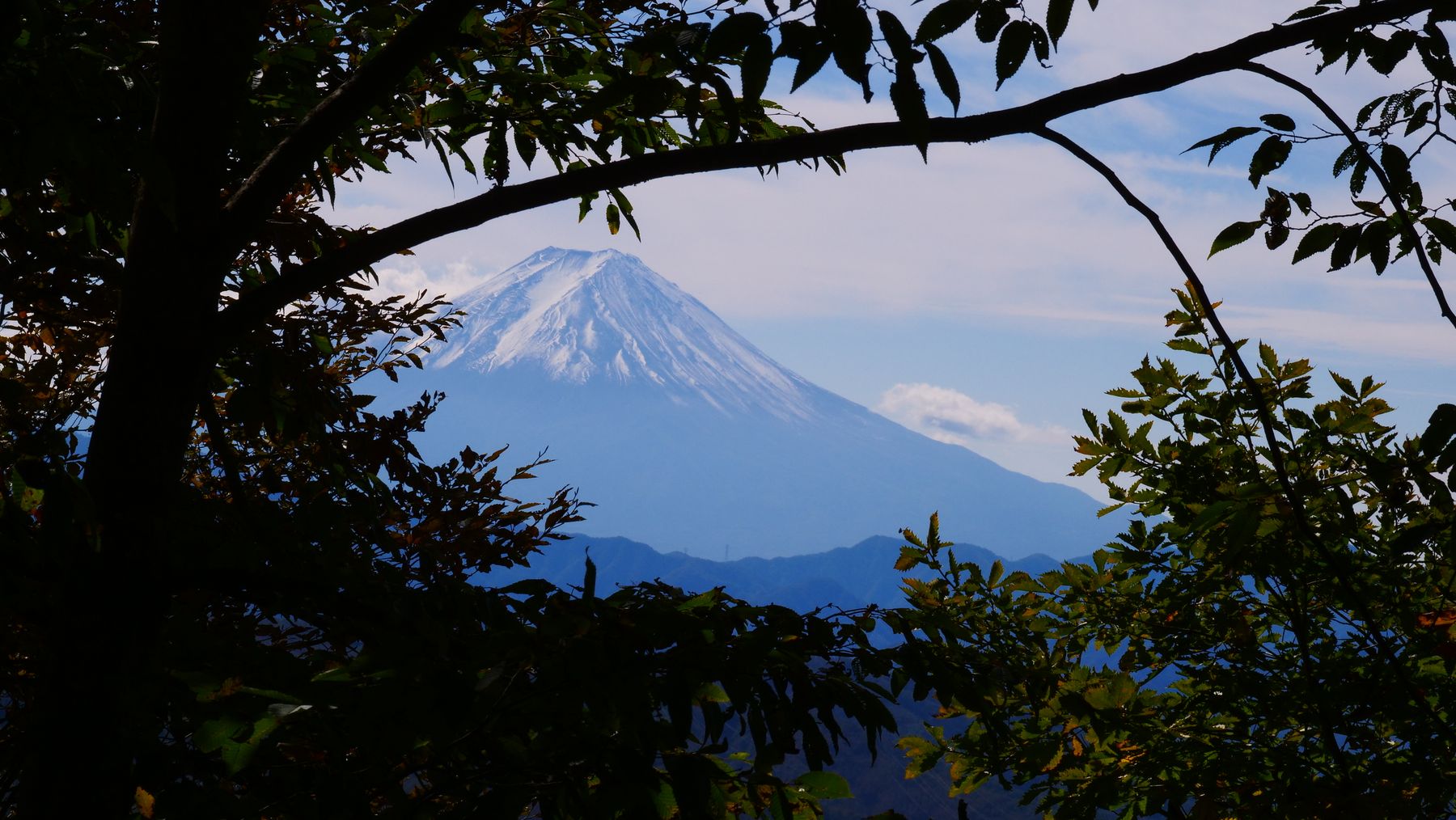 Mount Fuji seen through dark branches and foliage at dusk