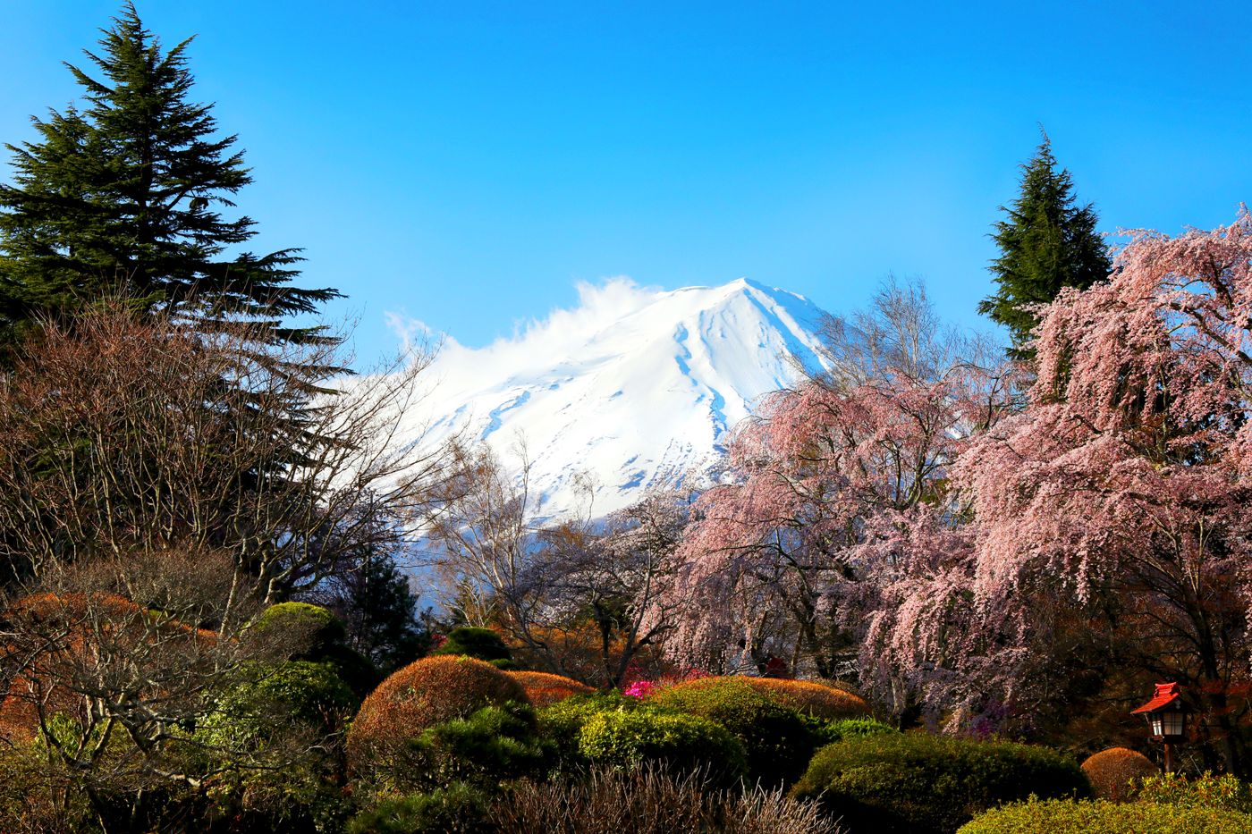 Cherry blossom in a garden with the snow-capped cone of Mount Fuji behind