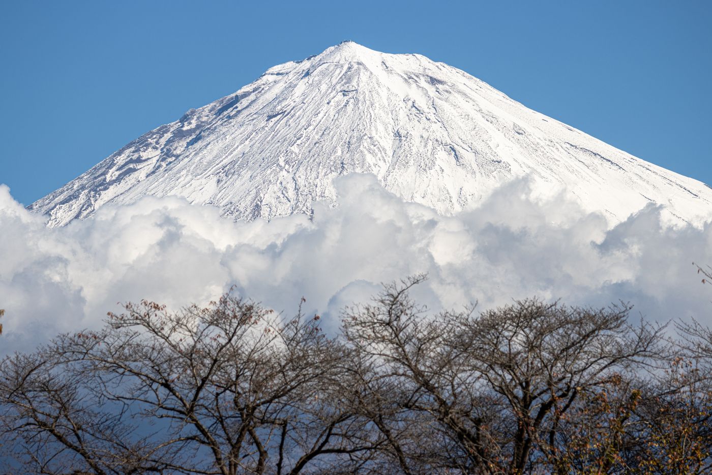 Mount Fuji white to the treeline, rising above a bank of cloud